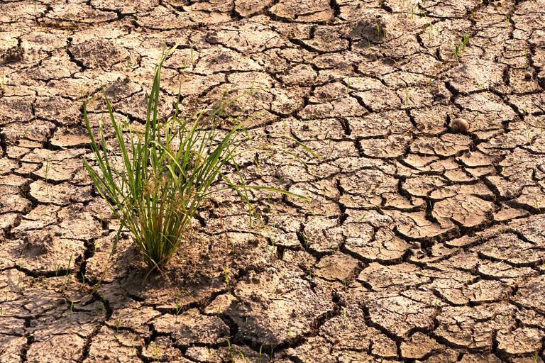 5 Tips Menghadapi El Niño di Pertanian Agar Tetap Aman